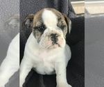 Small Photo #4 English Bulldog Puppy For Sale in BOWLING GREEN, KY, USA