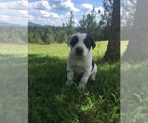 Labrenees Puppy for sale in SPRINGDALE, WA, USA