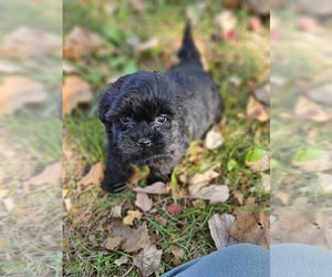 Poovanese Puppy for sale in CHURUBUSCO, IN, USA