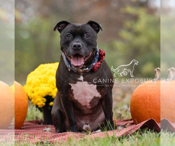 Medium Photo #5 Staffordshire Bull Terrier-Unknown Mix Puppy For Sale in Crete, IL, USA