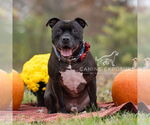 Small #4 Staffordshire Bull Terrier Mix