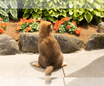 Small #5 Shiba Inu
