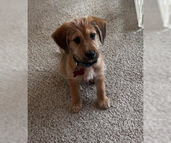 Medium Photo #5 Labrador Retriever-Unknown Mix Puppy For Sale in San Diego, CA, USA