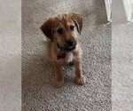 Small #4 Labrador Retriever Mix