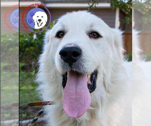 Medium Photo #10 Great Pyrenees Puppy For Sale in Spring, TX, USA