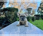 Small #188 French Bulldog