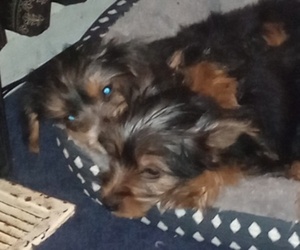 Yorkshire Terrier Puppy for sale in CLEVELAND, OH, USA