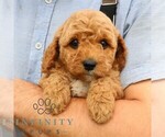 Small #4 Goldendoodle (Miniature)