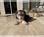 Small Photo #12 Maltipoo Puppy For Sale in SANTA MARIA, CA, USA