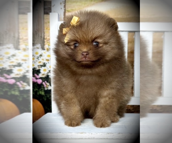 Medium Photo #3 Pomeranian Puppy For Sale in BLANCHARD, OK, USA