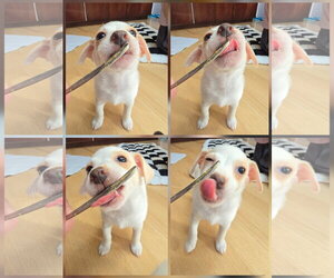 Opal - Female Chihuahua-Unknown Mix Dog for Adoption - Photo #3
