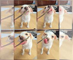 Small Photo #3 Chihuahua-Unknown Mix Puppy For Sale in San Francisco, CA, USA