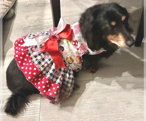 Medium Photo #1 Dachshund Puppy For Sale in Los Angeles, CA, USA