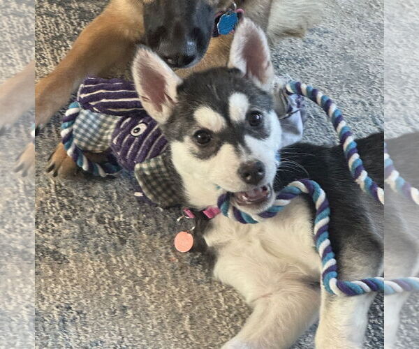 Medium Photo #19 Siberian Husky-Unknown Mix Puppy For Sale in Fargo, ND, USA