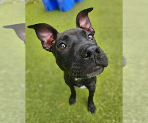 Mutt Dogs for adoption in Buffalo, MN, USA