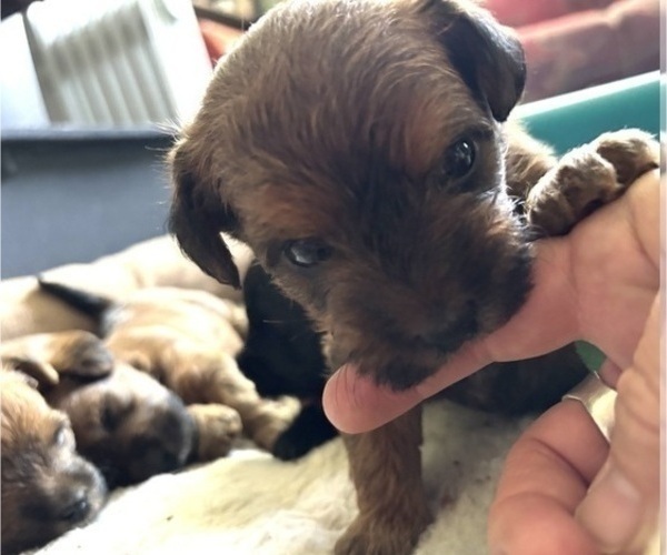 Medium Photo #36 Poocan Puppy For Sale in FAIR OAKS, CA, USA