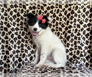 Australian Cattle Dog-Border Collie Mix Puppy for sale in LAKELAND, FL, USA
