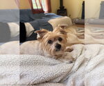 Small #5 Shih Tzu Mix