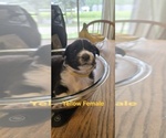 Small Photo #34 English Shepherd Puppy For Sale in NEW CASTLE, IN, USA