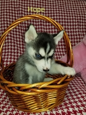 Siberian Husky Puppy for sale in CARTERSVILLE, GA, USA