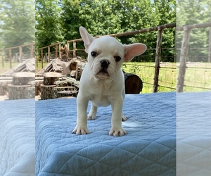 French Bulldog Puppy for sale in GREENVILLE, TX, USA