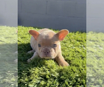 Small Photo #7 French Bulldog Puppy For Sale in WINTER PARK, FL, USA