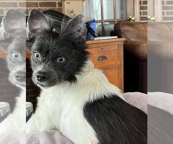 Medium Photo #2 Mutt Puppy For Sale in Candler, NC, USA