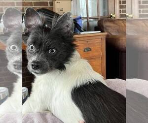 Terrance - Male Mutt Dog for Adoption - Photo #2