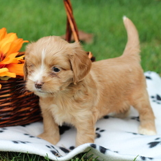 Cock-A-Tzu Puppy for sale in GAP, PA, USA