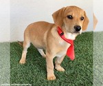 Small #2 Labbe