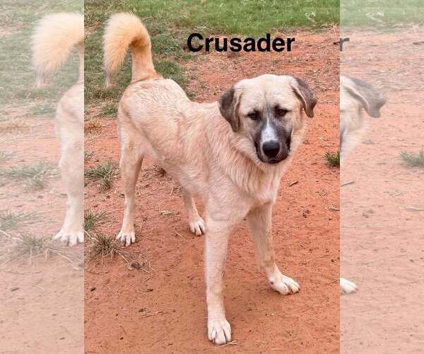 Medium Photo #13 Anatolian Shepherd-Great Pyrenees Mix Puppy For Sale in Higley, AZ, USA