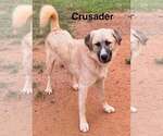 Small #12 Anatolian Shepherd-Great Pyrenees Mix
