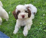 Small #18 Bernedoodle (Miniature)