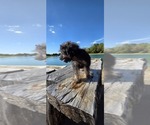 Pup Pup - Male Aussiedoodle Toy Puppy for Sale - Photo #15