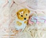 Small Poodle (Toy)