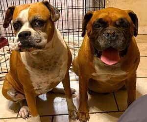 Boxer Dogs for adoption in Austin, TX, USA