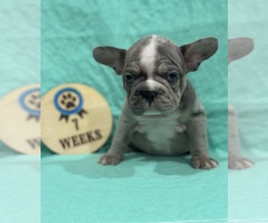 Faux Frenchbo Bulldog Puppy for sale in RIDGEVILLE, SC, USA