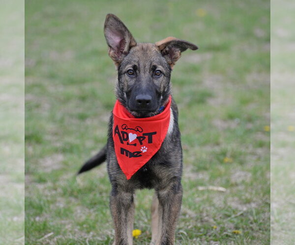 Medium Photo #10 German Shepherd Dog Puppy For Sale in Gretna, NE, USA