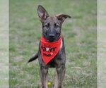 Small #9 German Shepherd Dog
