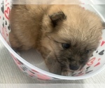 Small Photo #20 Pomeranian Puppy For Sale in BUSH, LA, USA