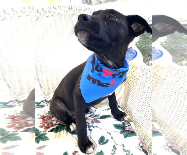 Medium Photo #6 Labrador Retriever-Unknown Mix Puppy For Sale in Holly Springs, NC, USA