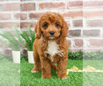 Small #10 Cavapoo (Miniature)