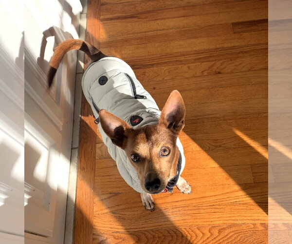 Medium Photo #25 Rat-Cha Puppy For Sale in Wakefield, RI, USA