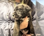 Small Photo #6 Cane Corso-Saint Bernard Mix Puppy For Sale in LIVERMORE, CA, USA
