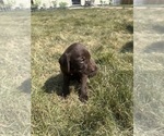 Puppy White Rose Pudel Pointer