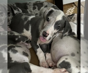 Great Dane Puppy for sale in AKRON, OH, USA