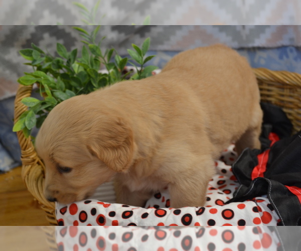 Medium Photo #13 Golden Retriever Puppy For Sale in GREENWOOD, WI, USA