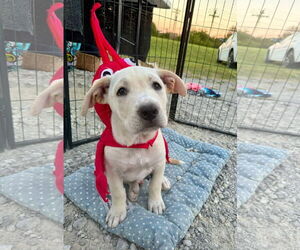 Labrador Retriever-Unknown Mix Dogs for adoption in Germantown, OH, USA