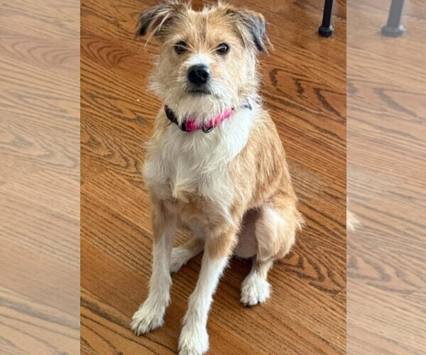 Medium Photo #2 Parson Russell Terrier-Poodle (Miniature) Mix Puppy For Sale in Cookeville, TN, USA