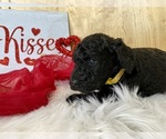 Small Photo #14 Goldendoodle Puppy For Sale in LAPOINT, UT, USA